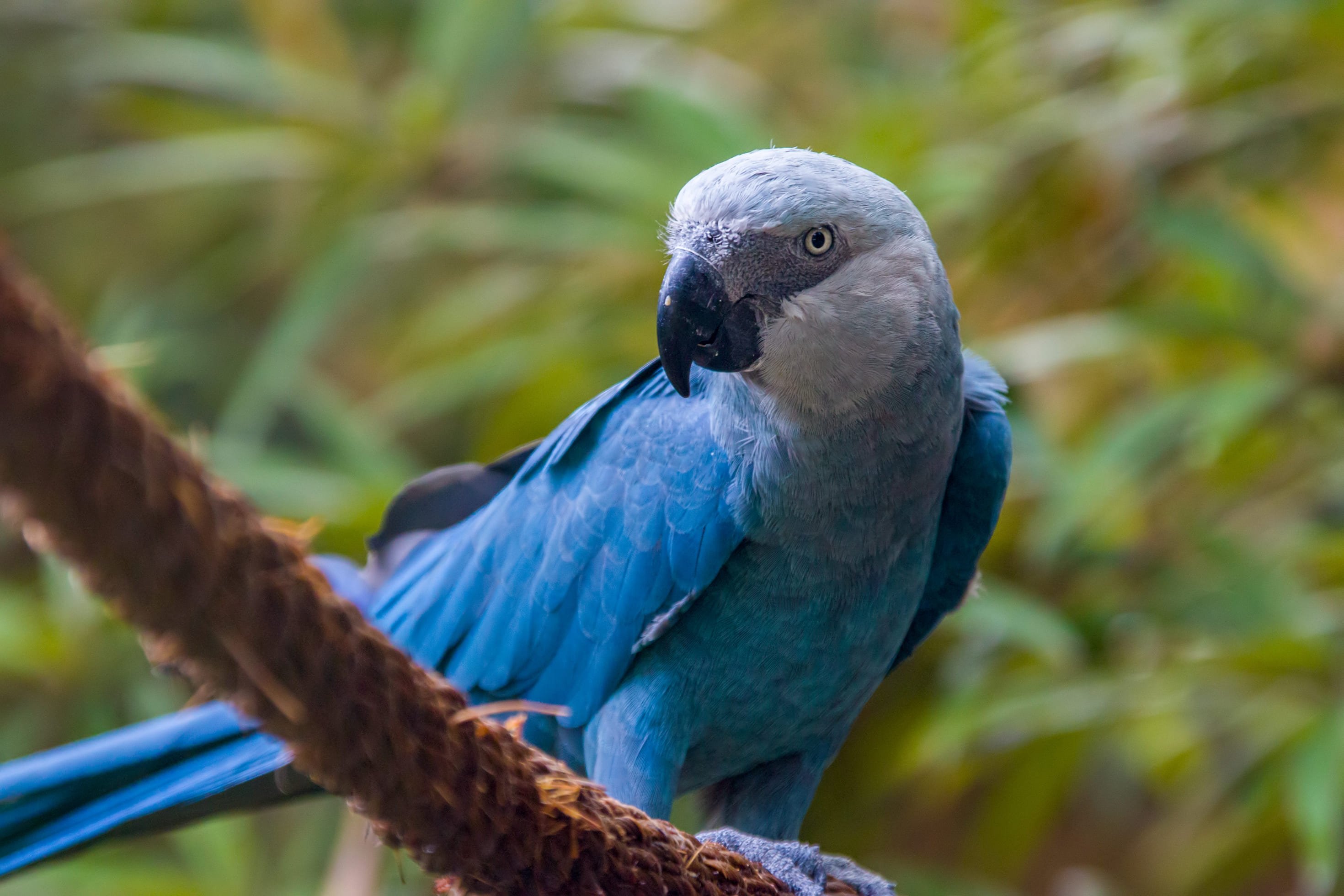 Ararinha azul pousada em um galho