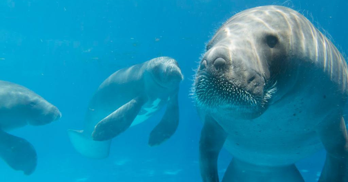 peixe-boi-da-amazonia