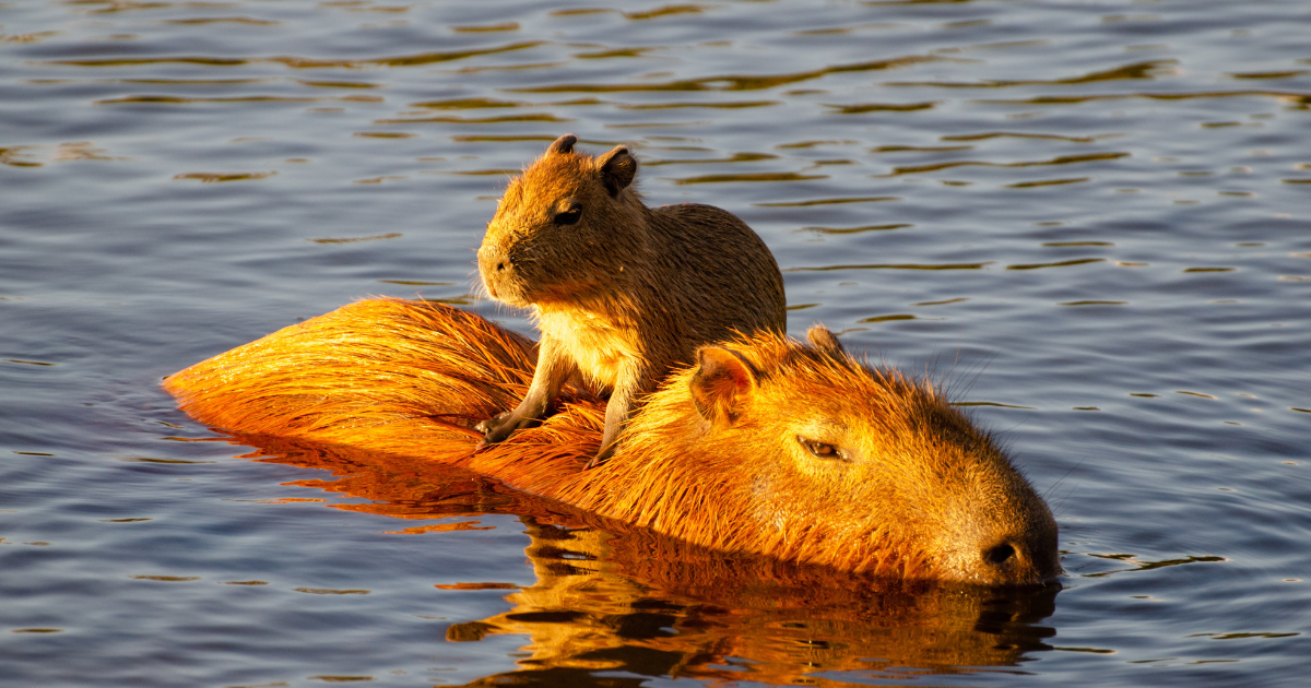 capivara