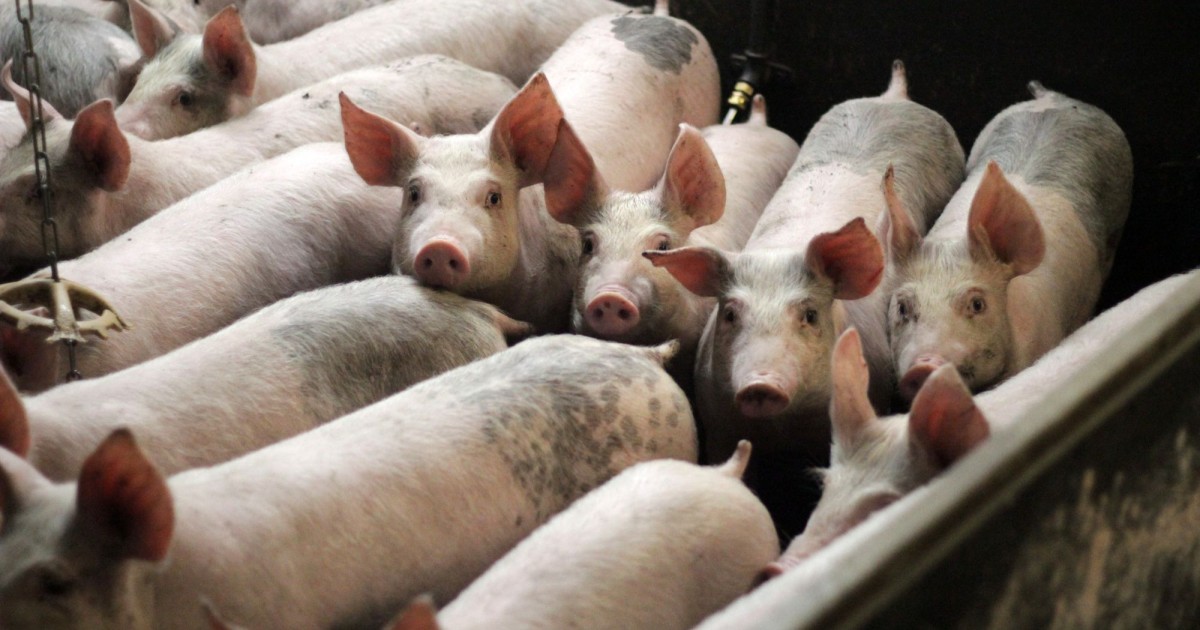 Veganismo pode ser pior ao planeta do que consumo de carne?